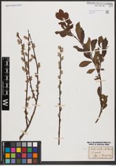 Salix aurita L. x Salix starkeana Willd.